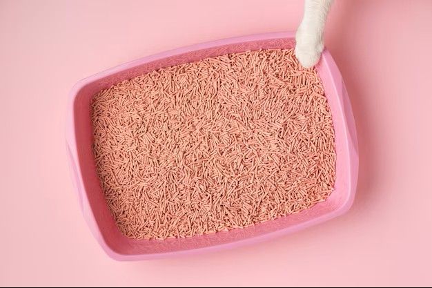 How Can the Clumping Cat Litter Help?